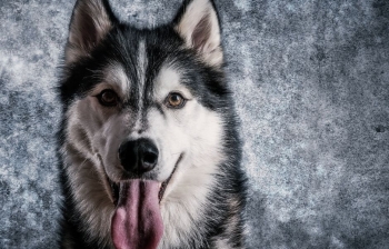 What Is The Similarity Between a Dog and a Wolf?