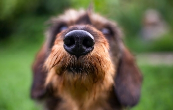 The Smell and Color of Natural Dog Food