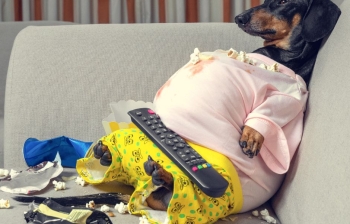Dog Obesity and Why Are Dogs Getting More and More Obese Today?