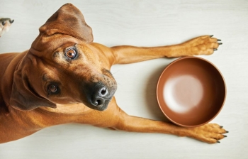 Diet for Dogs With Impaired Liver Function