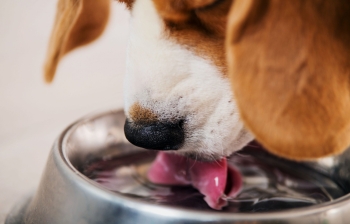 Water is the most important substance in a dog's diet.