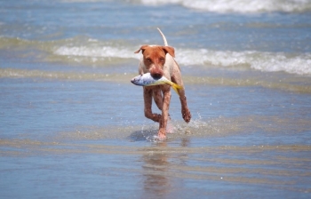 Fish Oil as a Dietary Supplement for Dogs.