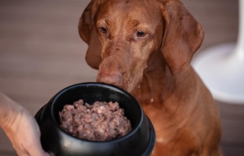The Most Common Myths About Raw Food For Dogs