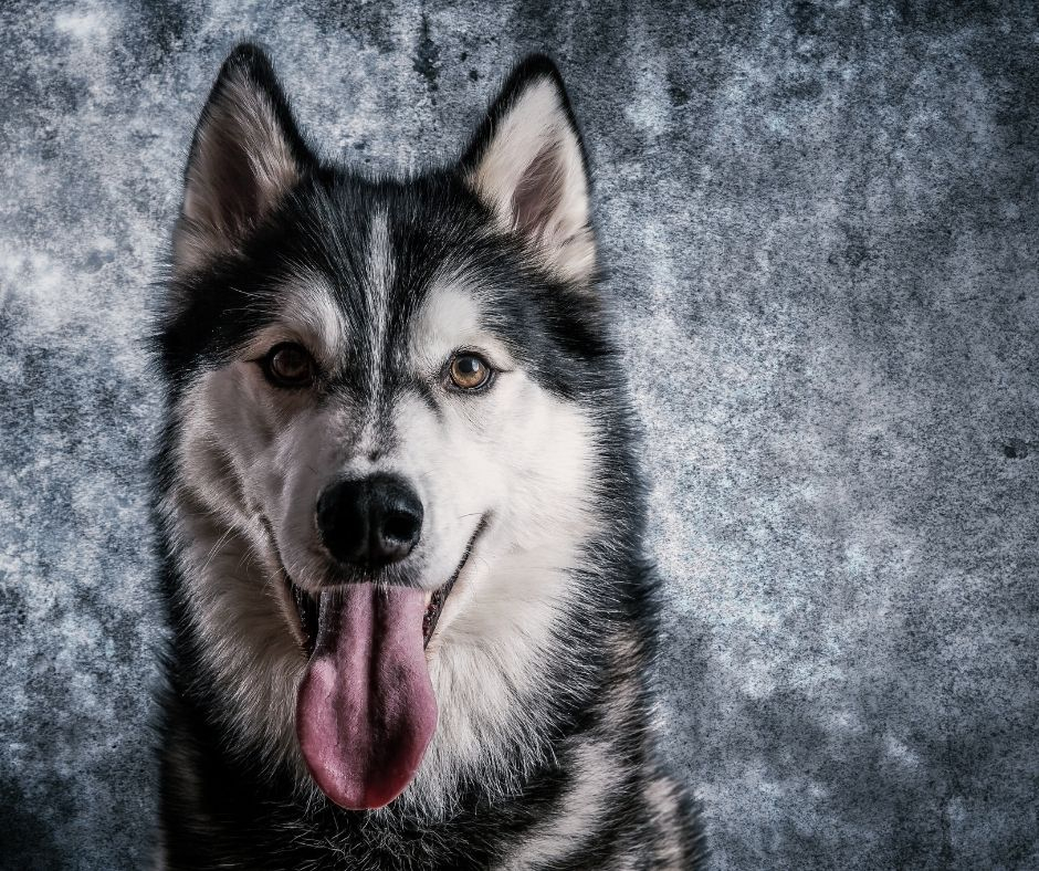 What Is The Similarity Between a Dog and a Wolf?