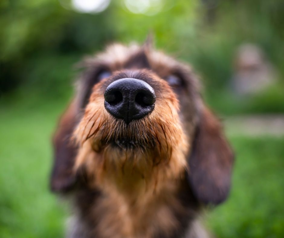 The Smell and Color of Natural Dog Food
