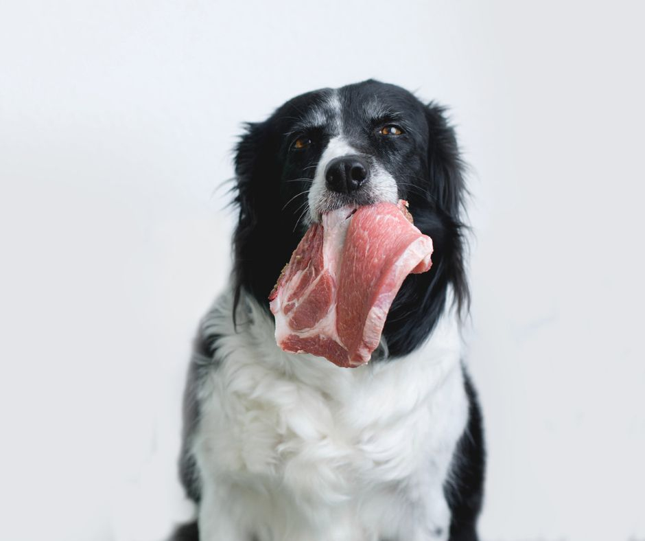 Welcome to vonbarf.hr - Your Source of Quality Raw Food for Dogs!