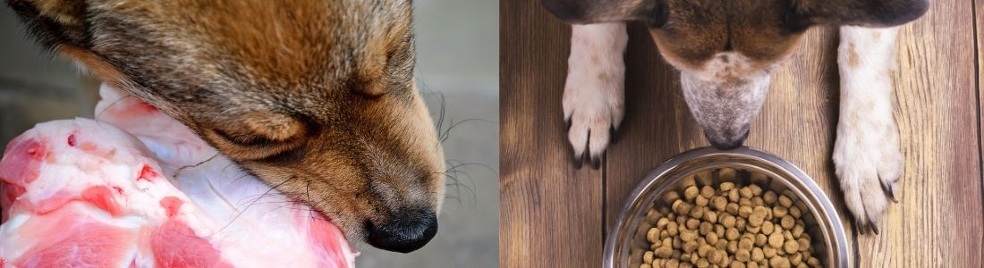Are Dogs Carnivores or Omnivores?