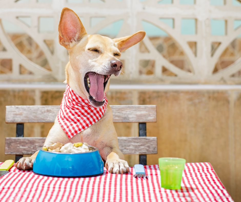 Time to Change Your Dog's Diet