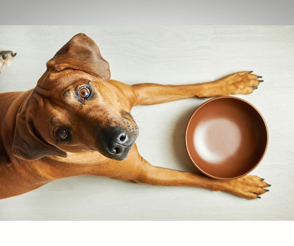 Diet for Dogs With Impaired Liver Function