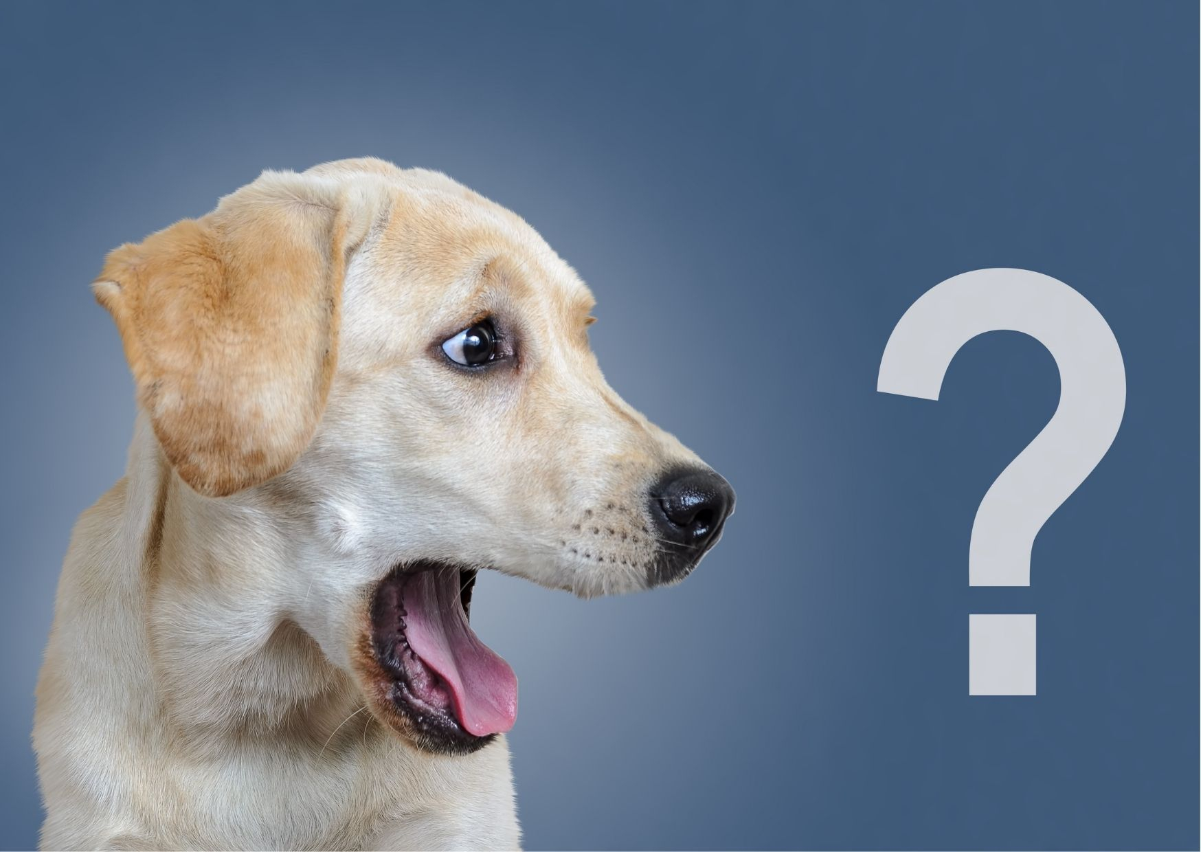 Why Is Grain Free Dog Food Actually a Scam?