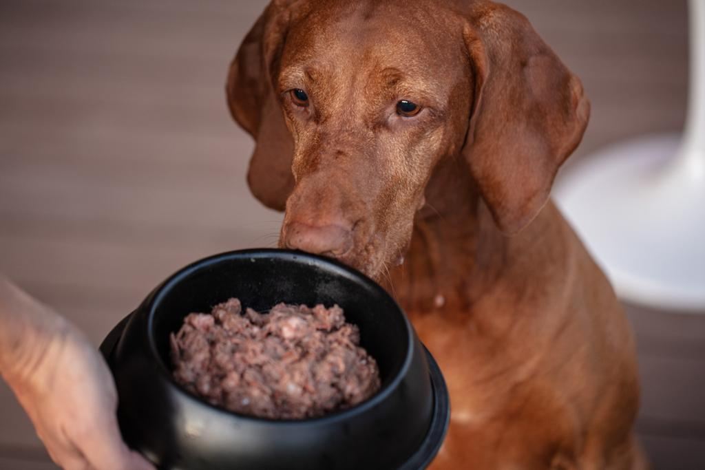 The Most Common Myths About Raw Food For Dogs