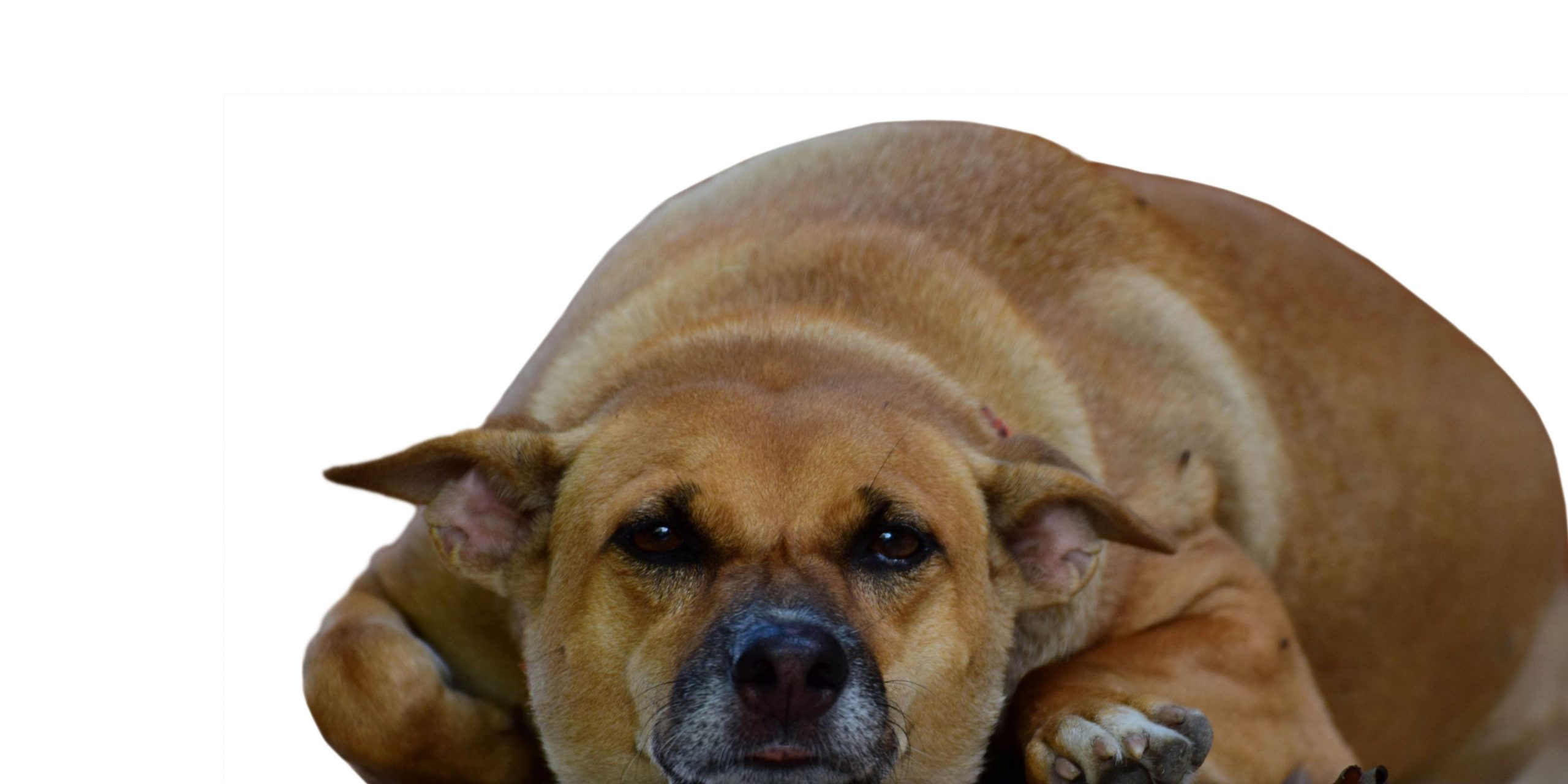 Dog Obesity, Causes and Consequences