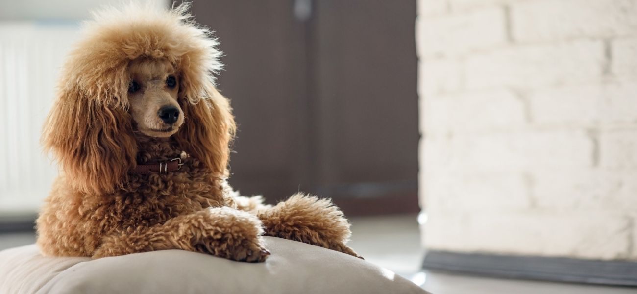 How Important Is Nutrition for Healthy Dog ​​Hair?