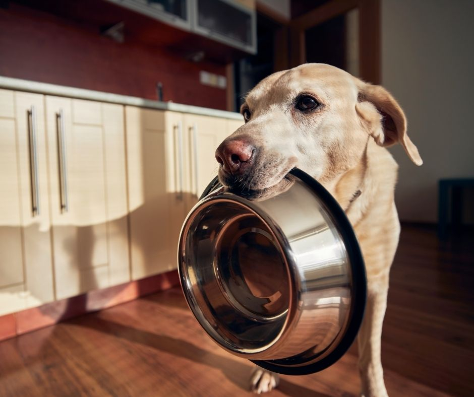 Fasting and The Positive Impact of Fasting on Your Dog's Health