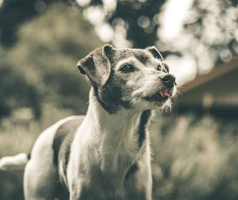 Gastritis in dogs. Why is raw food the right choice for dogs with gastritis?